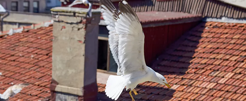 Residential Chimney Animal Removal Solution in Cocoa, FL