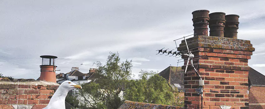 Chimney Cleaning And Restoration in Cocoa, Florida